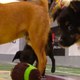 Illustration for article titled Your Obligatory, Adorable Puppy Bowl VII Highlights